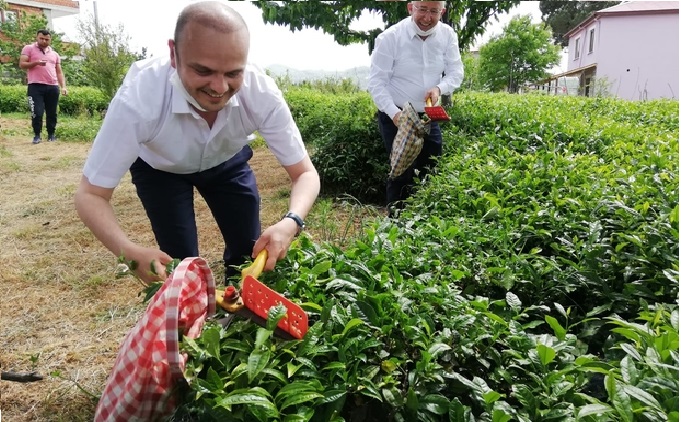 CHP Giresun Milletvekili Tığlı, yaş çay fiyatını iyi buldu, kotayı eleştirdi